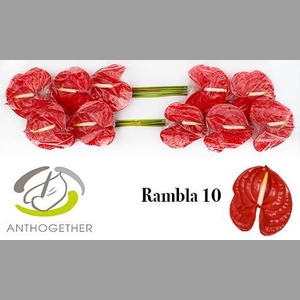 ANTH A RAMBLA
