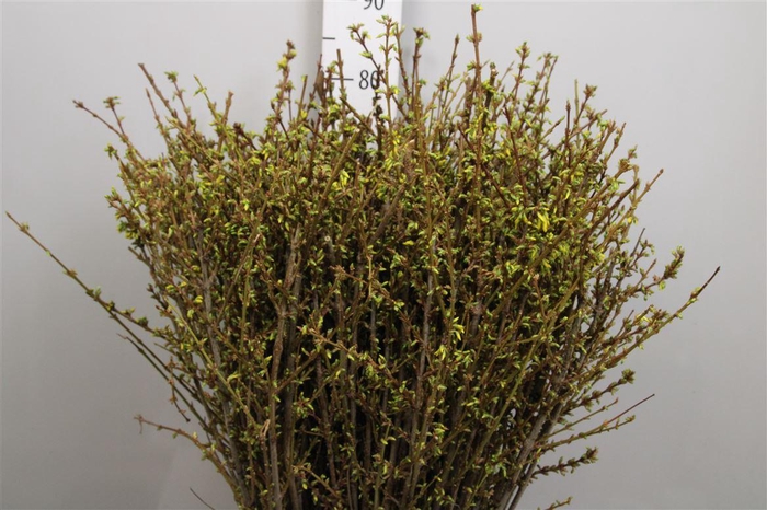 <h4>Forsy I Spectabilis</h4>