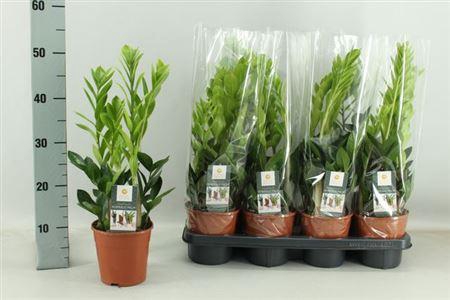 <h4>** Zamio Zamiifolia 5+</h4>