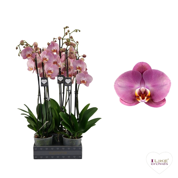 <h4>Phalaenopsis Honey Peach - 2 tak 70cm</h4>