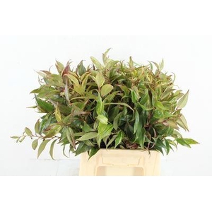 Leucothoe walteri 'Rainbow'