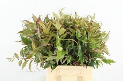 <h4>Leucothoe walteri 'Rainbow'</h4>