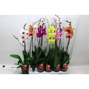 PHAL GEM