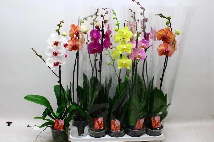 PHAL GEM