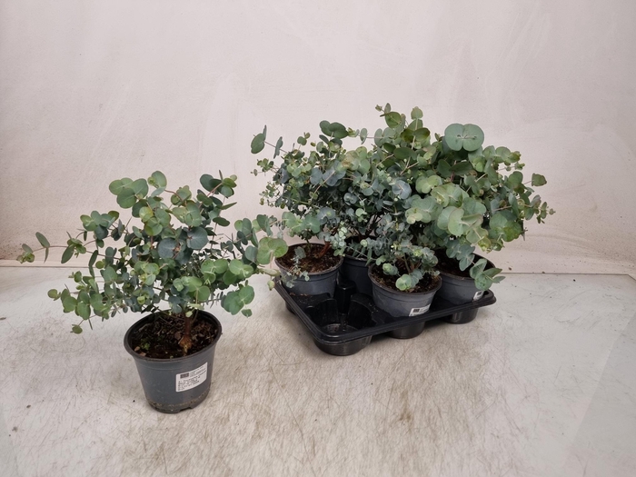 <h4>EUCAL GUNNII</h4>