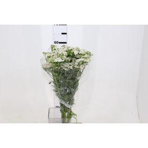 ACHILLEA MILLEFOLIUM BRANCO 070 CM