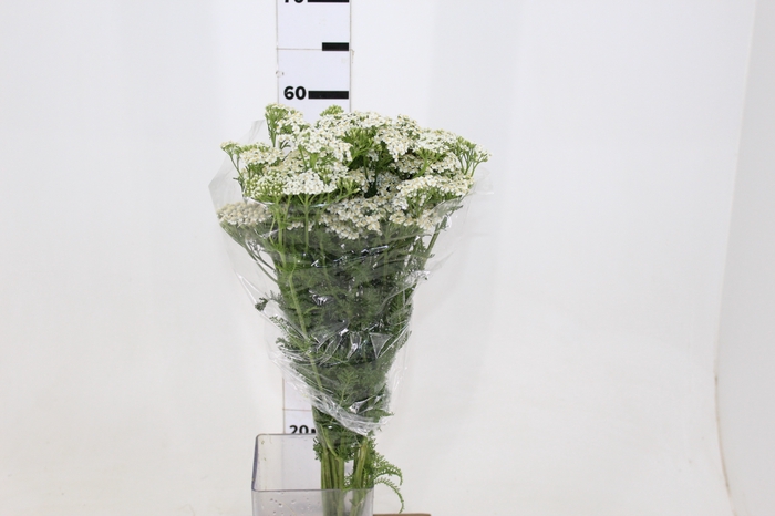 ACHILLEA MILLEFOLIUM BRANCO 070 CM