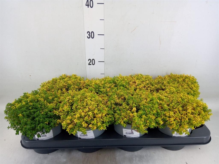 <h4>Thymus citriodorus</h4>