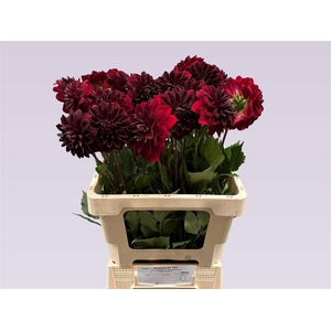 Dahlia Dec La Recoleta