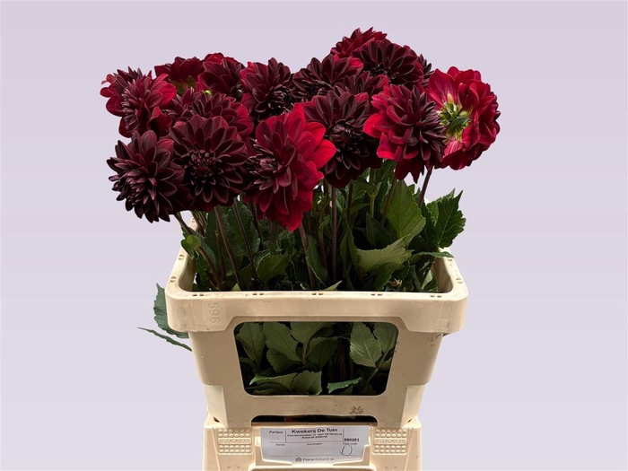 <h4>Dahlia Dec La Recoleta</h4>