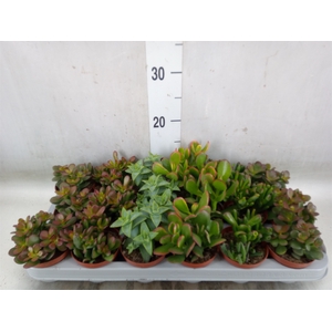 Crassula   ...mix