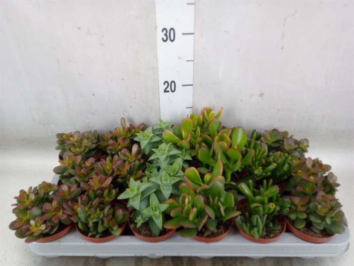 <h4>Crassula   ...mix</h4>