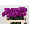 Dahlia Purple Fox