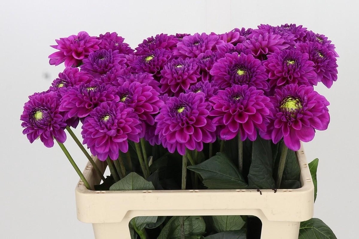 Dahlia Purple Fox