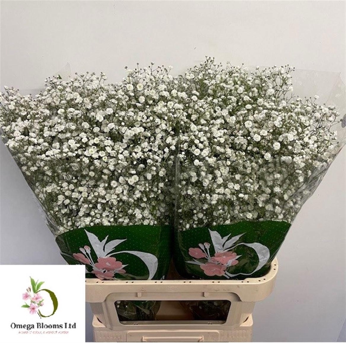 <h4>Gyps Pa Xlence</h4>