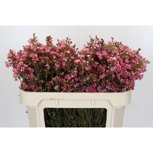 Chamelaucium Sarah's Delight