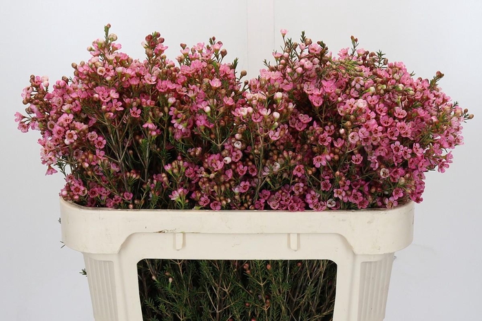 <h4>Chamelaucium Sarah's Delight</h4>