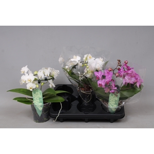PHAL MF GEM