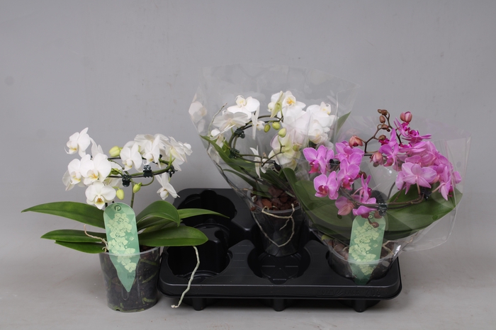 <h4>PHAL MF GEM</h4>