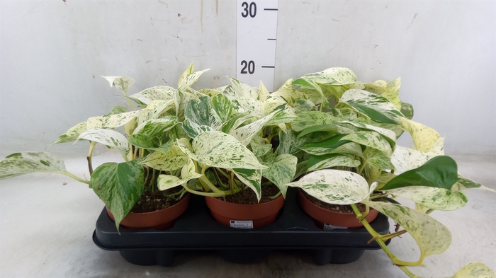 <h4>Epipremnum   ...</h4>