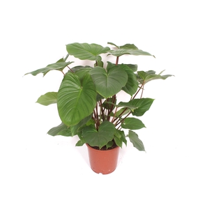 Homalomena rubescens Maggy