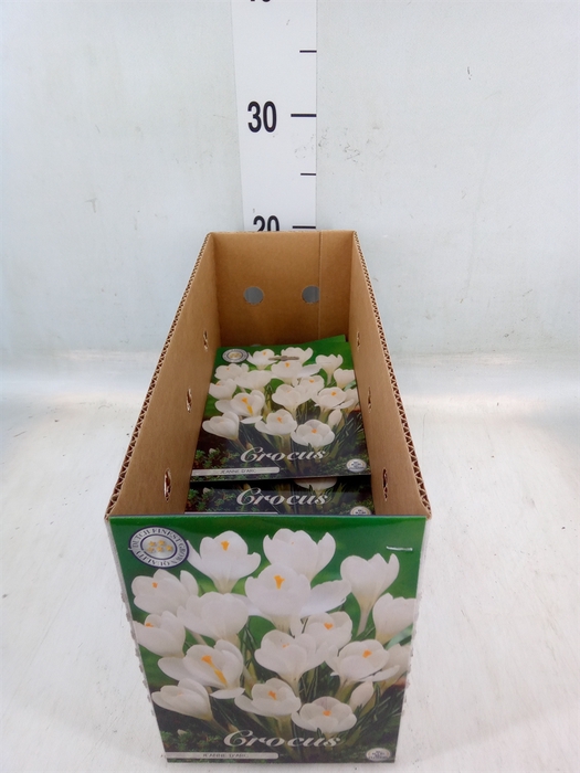 <h4>Crocus   ...flowerbulbs</h4>
