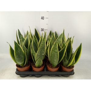 Sansevieria trifa.   ...