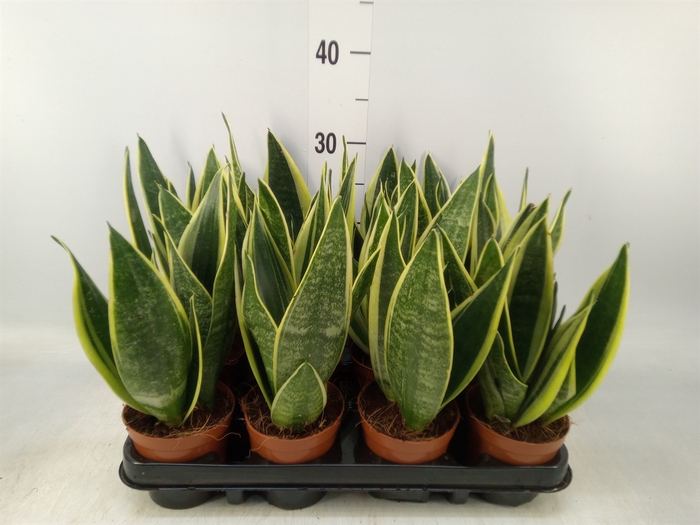 <h4>Sansevieria trifa.   ...</h4>