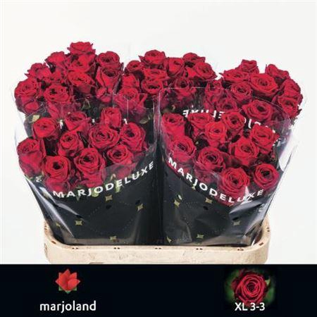 <h4>R Gr Red Naomi! (NL),MPS A,(10)</h4>