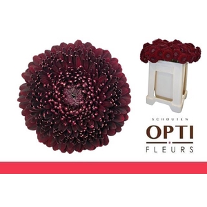 GE MB POM BLACKPEARL