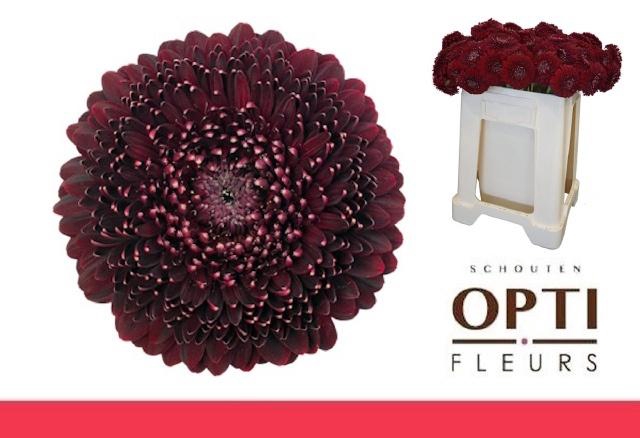 <h4>GE MB POM BLACKPEARL</h4>