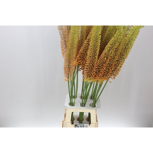 Eremurus Emmy-ro
