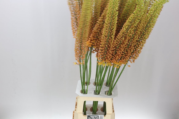 <h4>Eremurus Emmy-ro</h4>