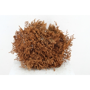 DF Gonio Tat. Bs Caramel 15pc