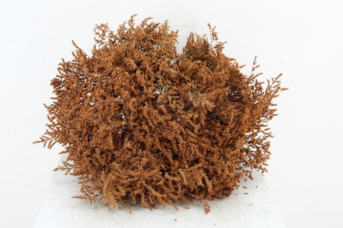 <h4>DF Gonio Tat. Bs Caramel 15pc</h4>