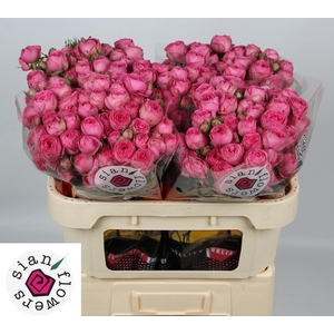 ROSA TR 'GISELLE'