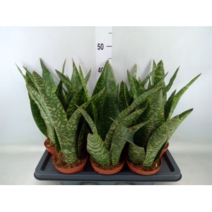 Sansevieria zeylanica 'Greenline'