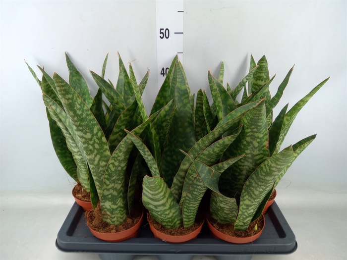 <h4>Sansevieria zeylanica 'Greenline'</h4>