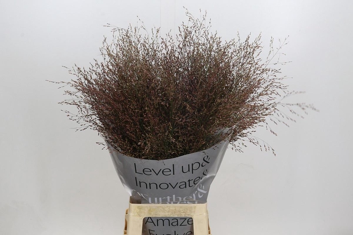 <h4>PANIC VI WARRIOR</h4>