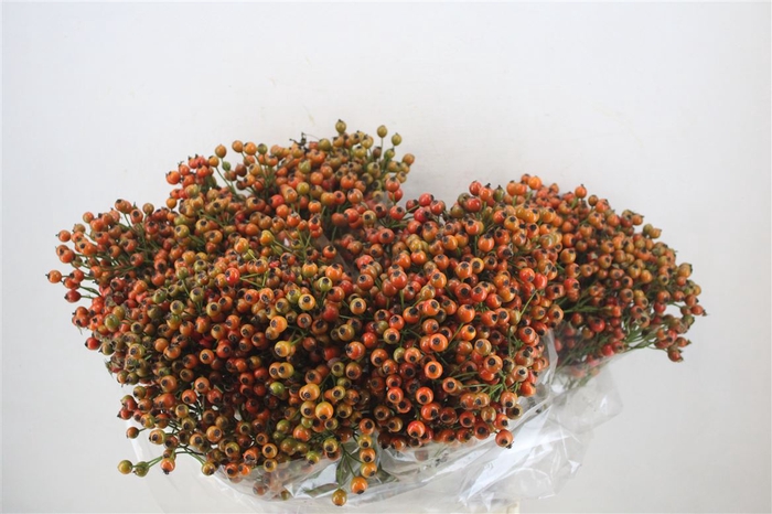 <h4>Rosa Starberry P Bunch</h4>