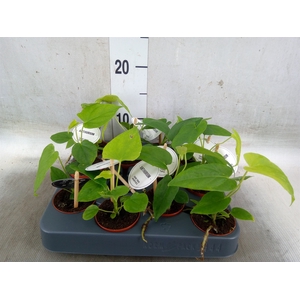 Anthurium   ...