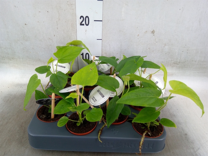 <h4>Anthurium   ...</h4>
