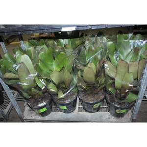 BROMELIA IMPERIAL P27 VERDE/VERMELHO