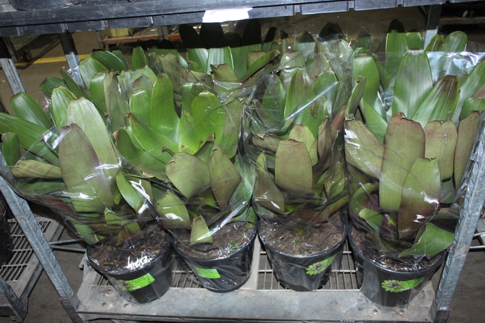 <h4>BROMELIA IMPERIAL P27 VERDE/VERMELHO</h4>