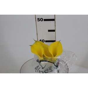 CALLA YELLOWEEN 040 CM