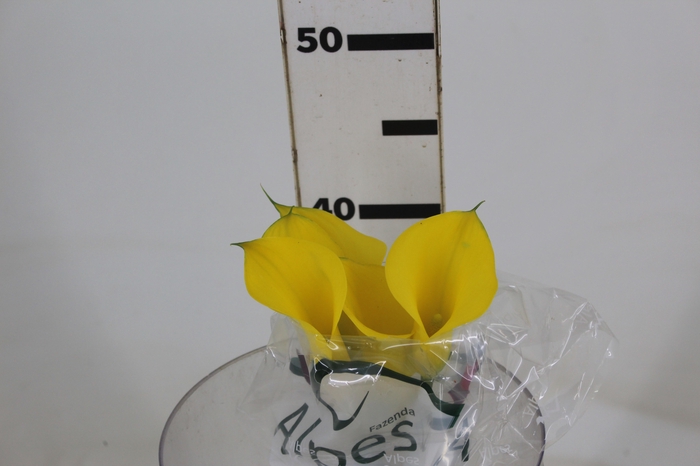 <h4>CALLA YELLOWEEN 040 CM</h4>