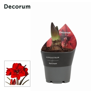 Amaryllis Red Cream in Potkraag (Decorum)