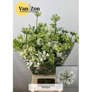 ORLAYA G WHITE FINCH