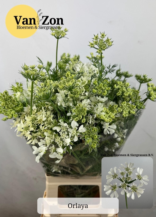 <h4>ORLAYA G WHITE FINCH</h4>