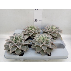 Echeveria   ...